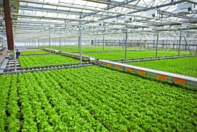 Accounting for Agriculture Image